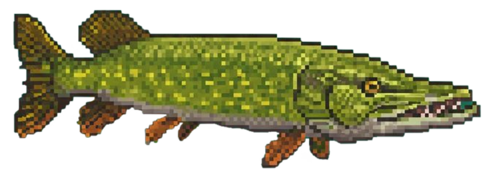 PIKE - The Apex Predator